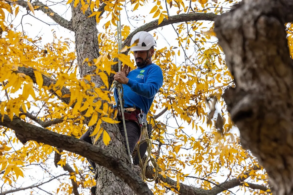 Skilled Storm Damage Cleanup crew working in Big Spring